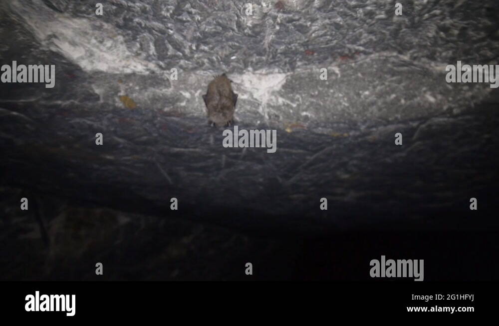 Vampire bat cave Stock Videos & Footage - HD and 4K Video Clips - Alamy