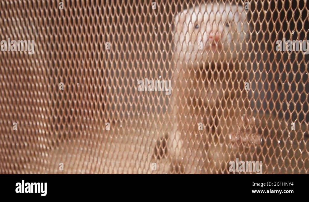 Breeding fur bearing animals Stock Videos & Footage HD and 4K Video Clips Alamy