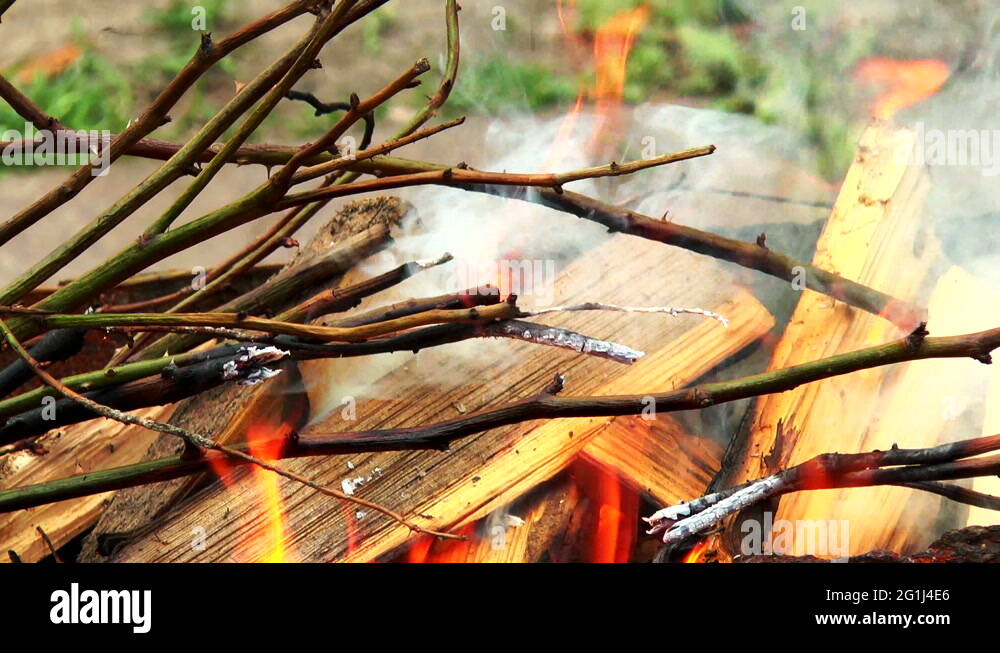 Flammable tree Stock Videos & Footage HD and 4K Video Clips Alamy