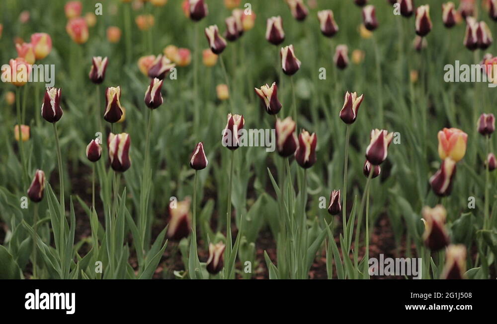 Yellow purple tulips Stock Videos & Footage - HD and 4K Video Clips - Alamy
