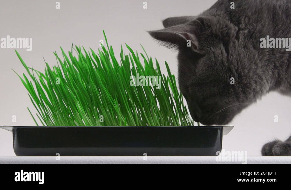 Domestic cat plant chewing Stock Videos & Footage HD and 4K Video