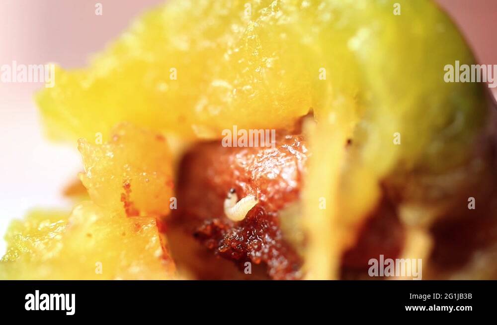 worm in the fruit eats plum Stock Video Footage Alamy