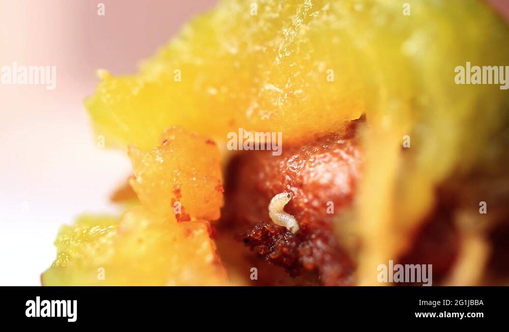 Plum fruit moth caterpillar Stock Videos & Footage HD and 4K Video