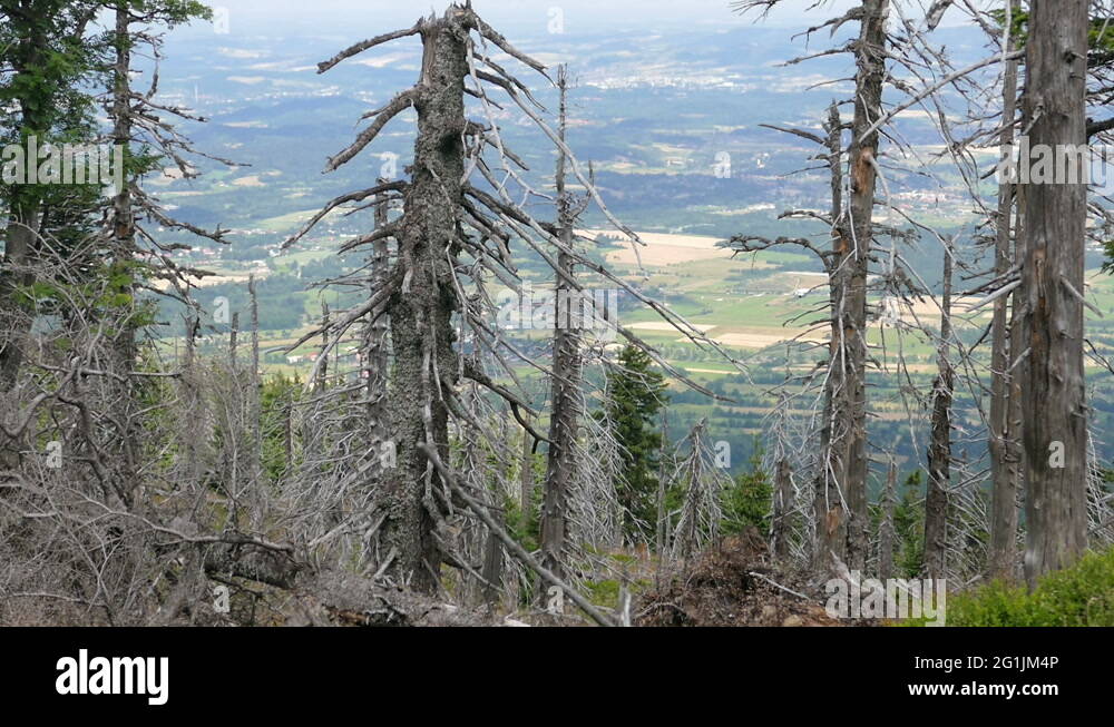 Trees air pollution Stock Videos & Footage HD and 4K Video Clips Alamy