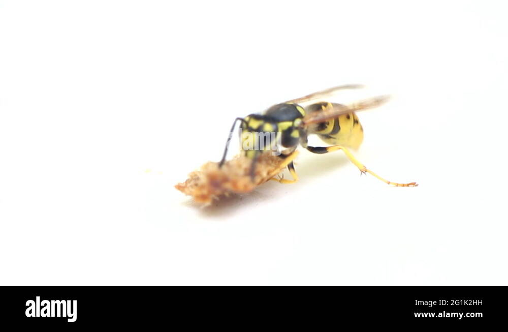 Stinging insects Stock Videos & Footage - HD and 4K Video Clips - Alamy