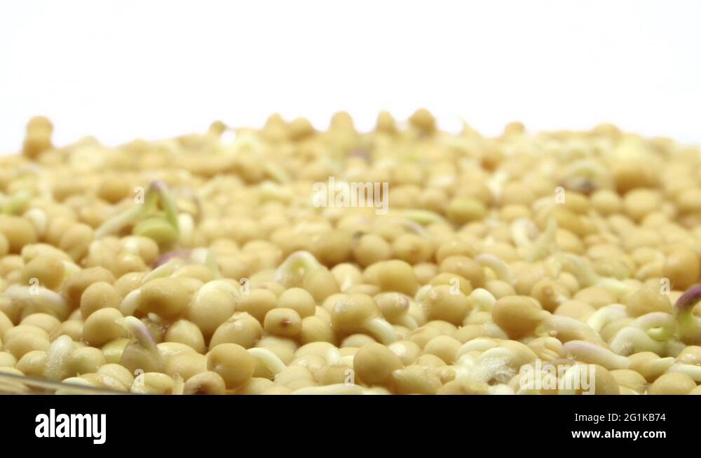 Mustard seed germination Stock Videos & Footage HD and 4K Video Clips