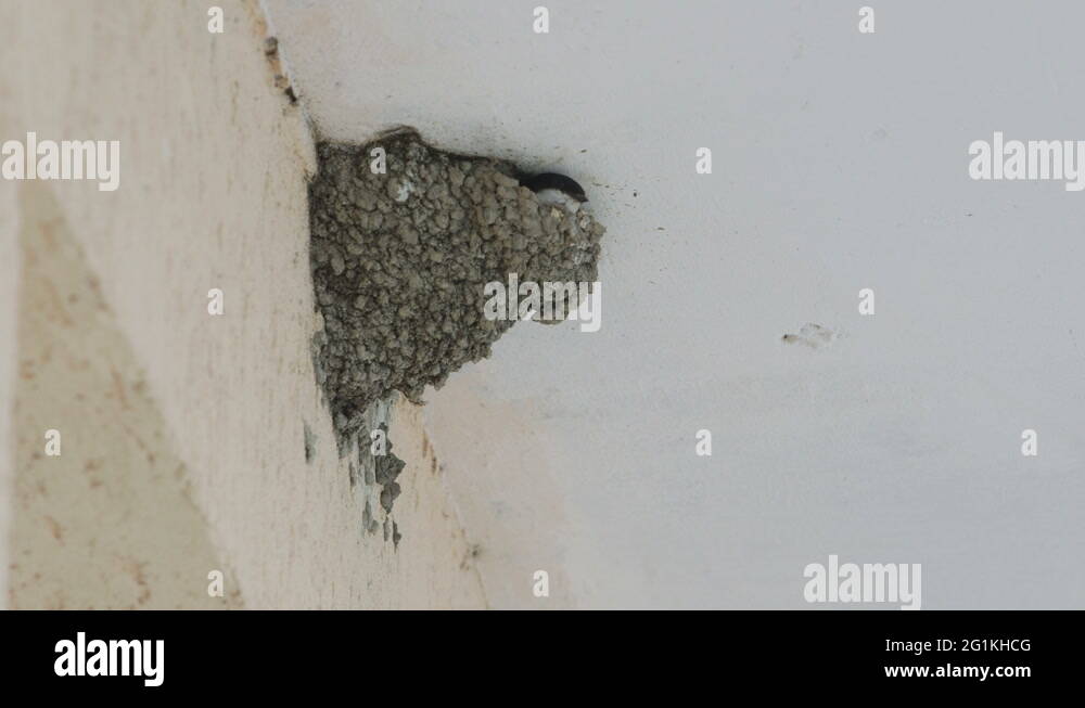 Eaves swallow Stock Videos & Footage HD and 4K Video Clips Alamy