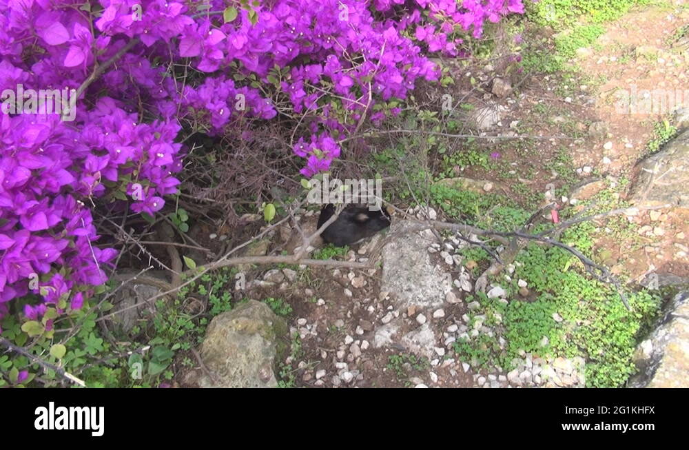 Violet rabbit Stock Videos & Footage - HD and 4K Video Clips - Alamy