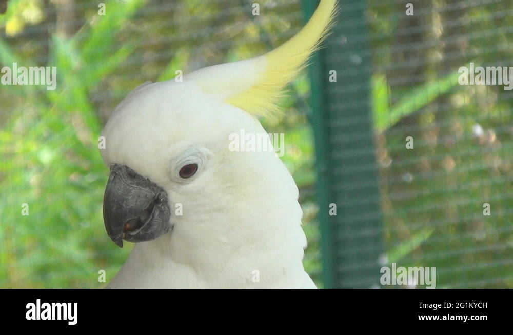Parrot cockatoo looks around and clicks her tongue Stock Video Footage