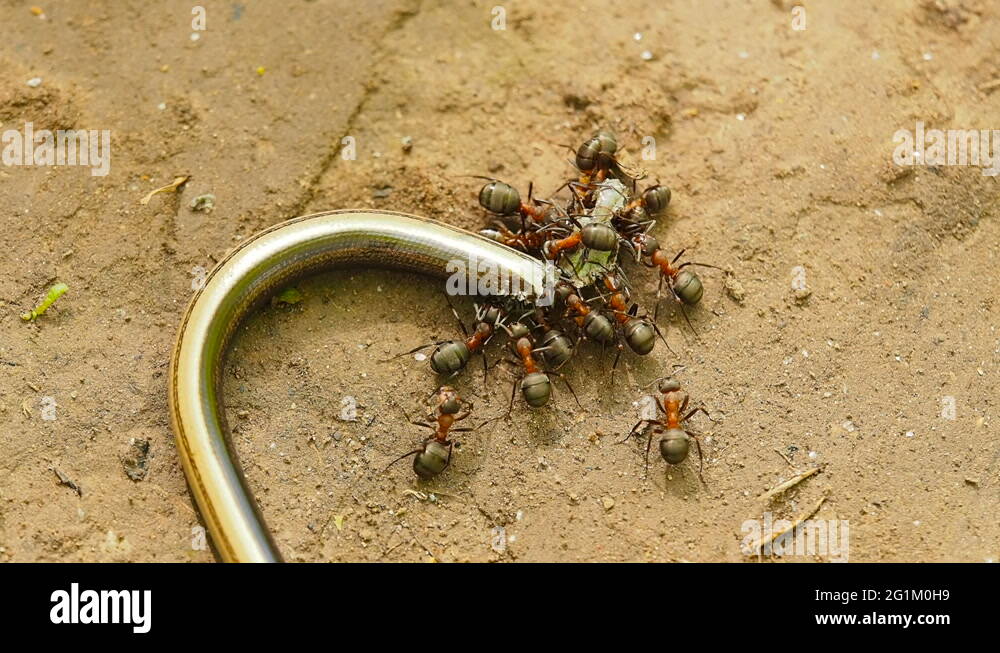 Life cycle of the ants Stock Videos & Footage HD and 4K Video Clips