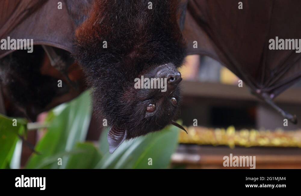 Bat hanging upside down Stock Videos & Footage HD and 4K Video Clips Alamy