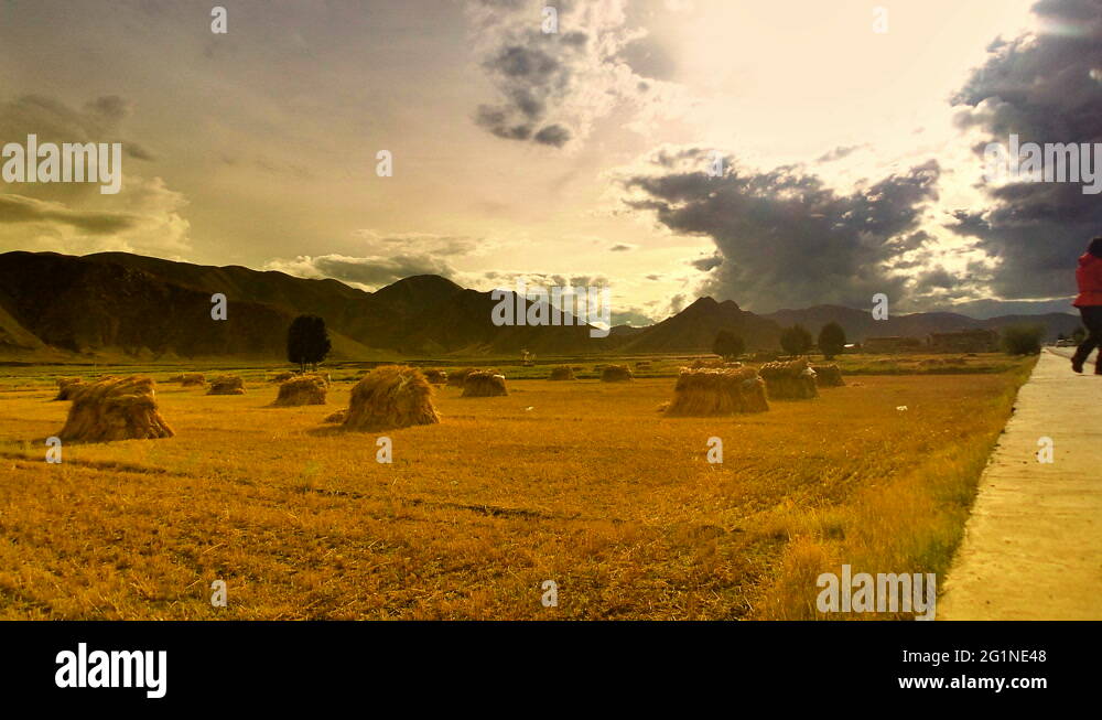 Tibetan ali Stock Videos & Footage