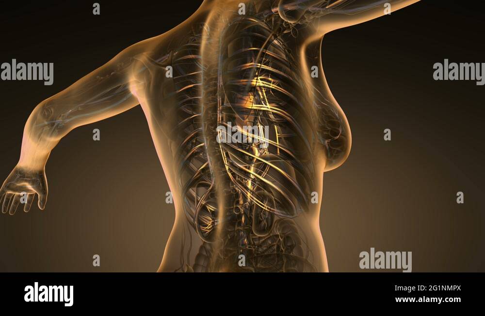 loop science anatomy scan of woman blood vessels glowing with yellow