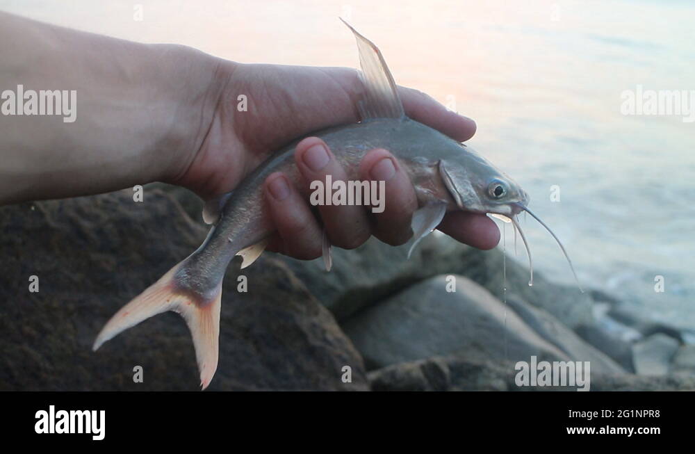 Gafftopsail catfish Stock Videos & Footage HD and 4K Video Clips Alamy