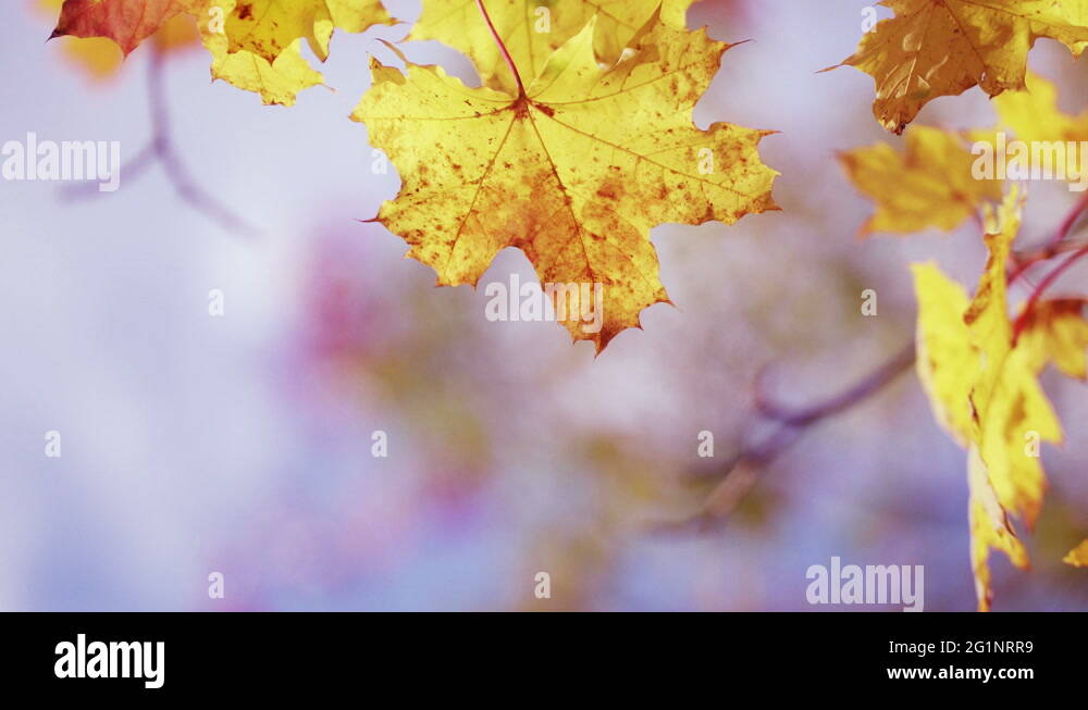 Gold zoom background Stock Videos & Footage HD and 4K Video Clips Alamy