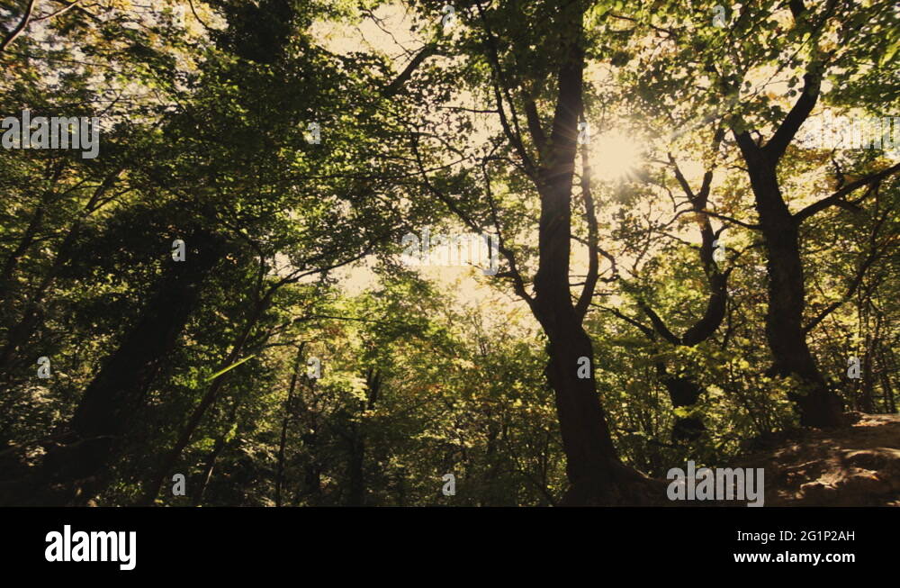 Green tree roots Stock Videos & Footage - HD and 4K Video Clips - Alamy