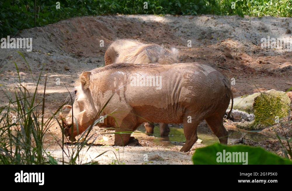 Pigs eating mud Stock Videos & Footage HD and 4K Video Clips Alamy