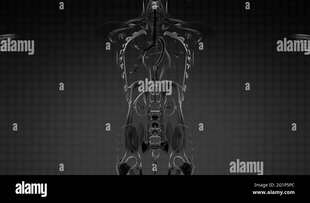 Loop Science Anatomy Tomography Scan Of Human Body Stock Video Footage ... Biology Diagrams