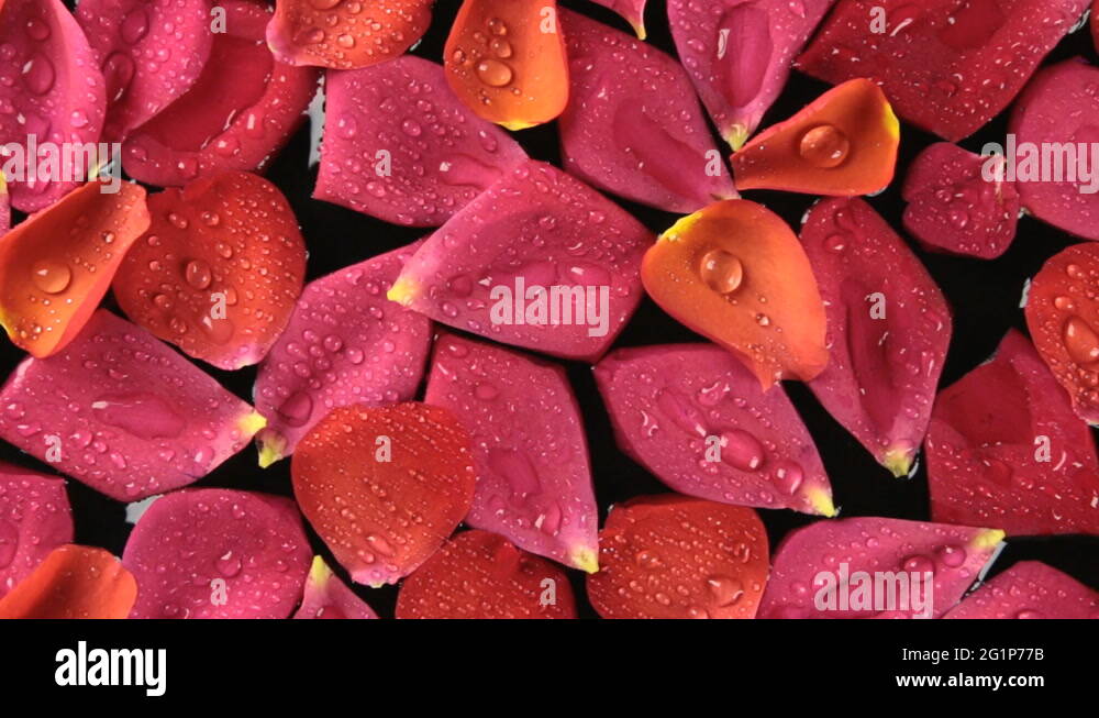 Panorama Roses Panorama rose Stock Videos & Footage - HD and 4K Video Clips - Alamy