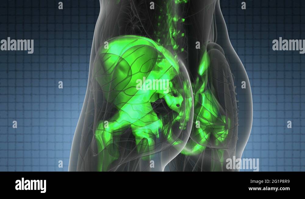 Anatomy ray x ray bones skeleton Stock Videos & Footage Biology Diagrams