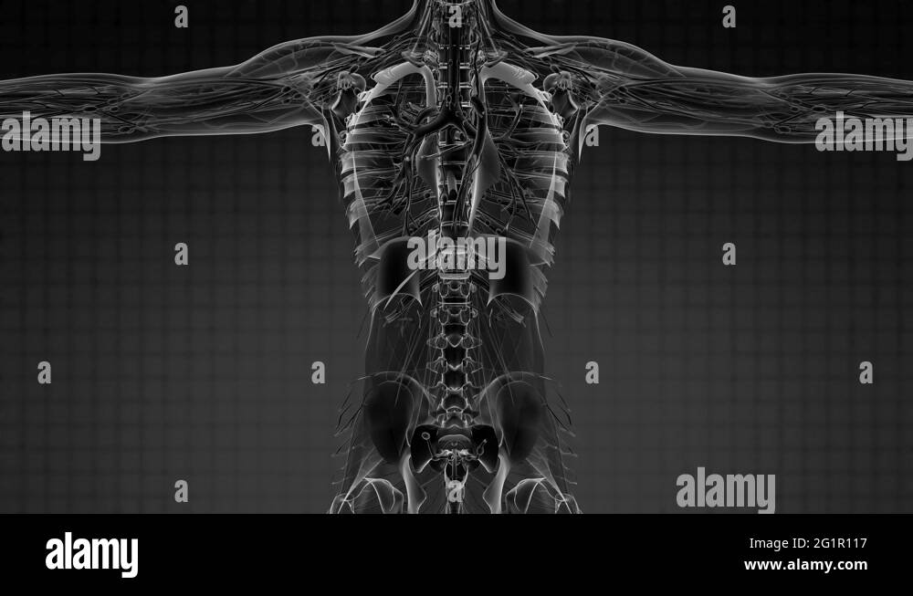 Loop Science Anatomy Tomography Scan Of Human Body Stock Video Footage ... Biology Diagrams
