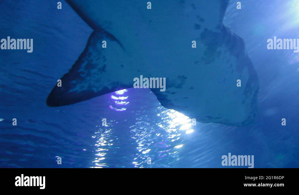 Sand Tiger Shark Carcharias taurus , dangerous fish floating in special tank Stock Video Footage