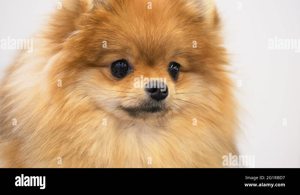 померанский шпиц боо. шпиц собака минусы. той шпиц померанский. цитаты про шпицев. плюсы шпица.