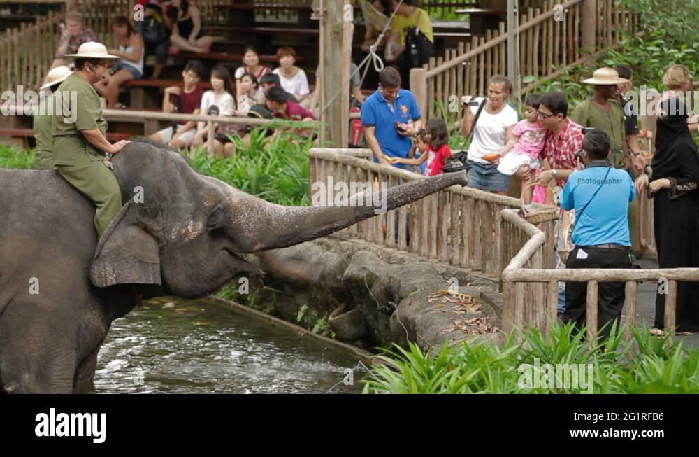 pastime-singapore-stock-videos-footage-hd-and-4k-video-clips-alamy