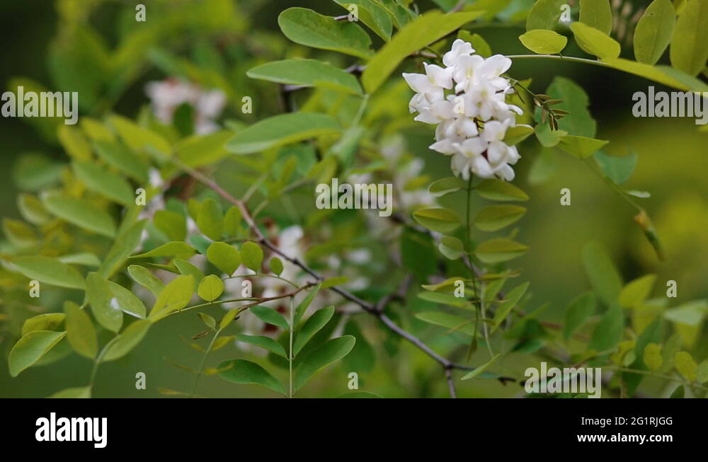 Acacia blossom Stock Videos & Footage - HD and 4K Video Clips - Alamy