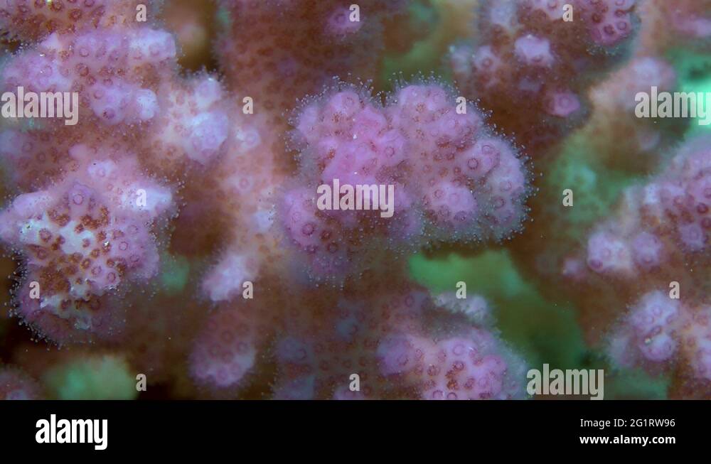 Damicornis Stock Videos & Footage HD and 4K Video Clips Alamy