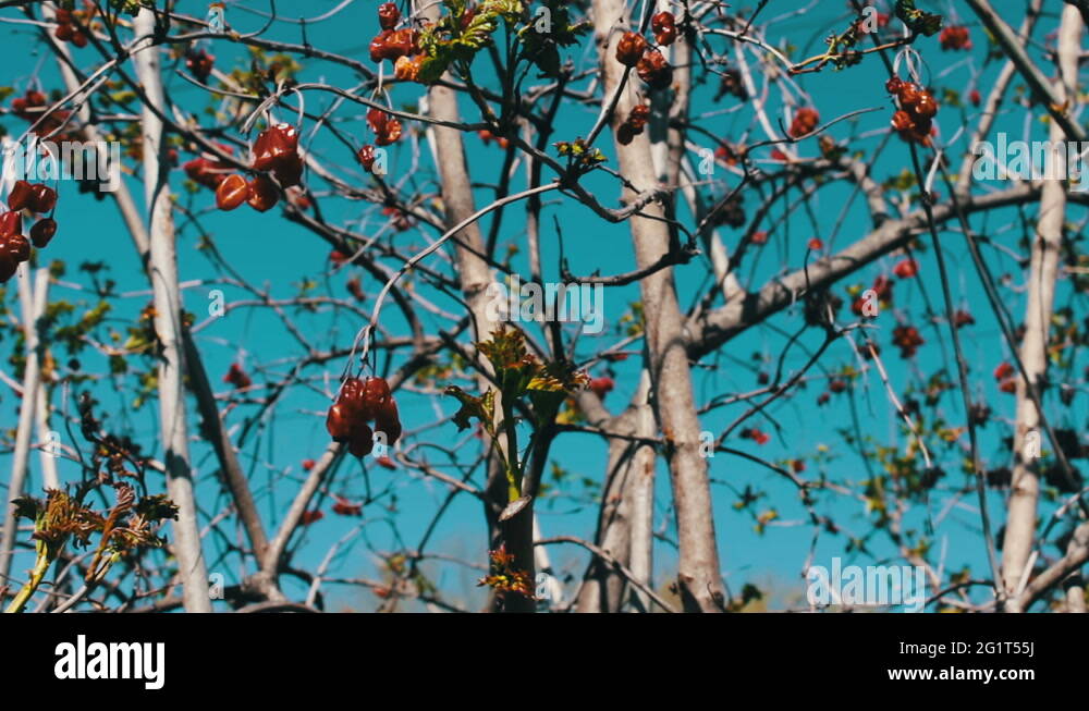 Dried berry plant on Stock Videos & Footage HD and 4K Video Clips Alamy