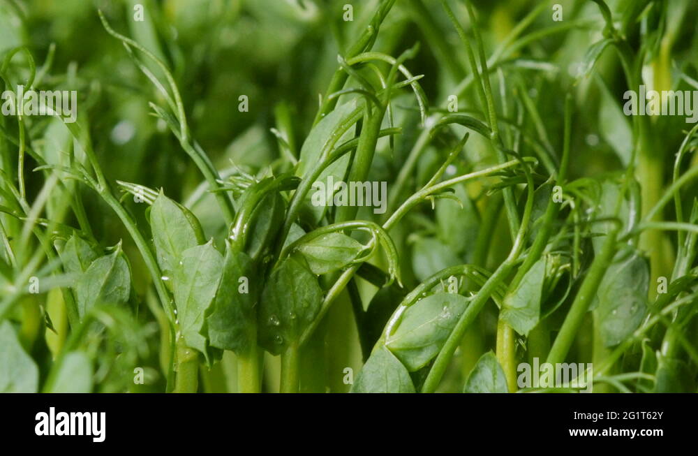 Germinated grass Stock Videos & Footage HD and 4K Video Clips Alamy