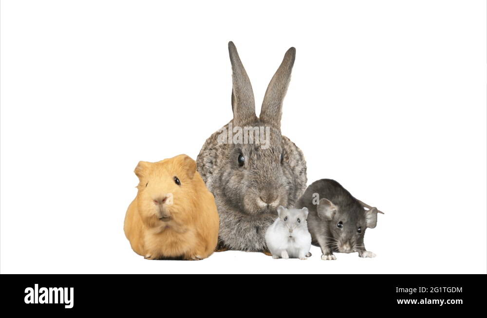 Bunny hamster Stock Videos & Footage HD and 4K Video Clips Alamy