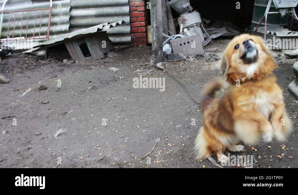 Barking dear Stock Videos & Footage HD and 4K Video Clips Alamy