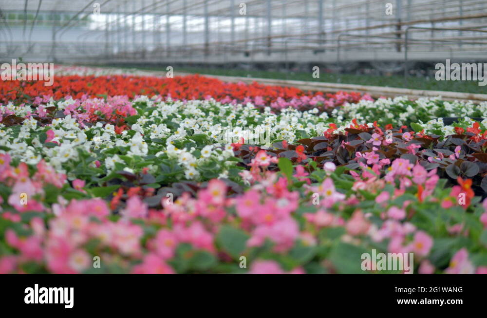 Many kinds of flowers blooming inside a greenhouse Stock Video Footage