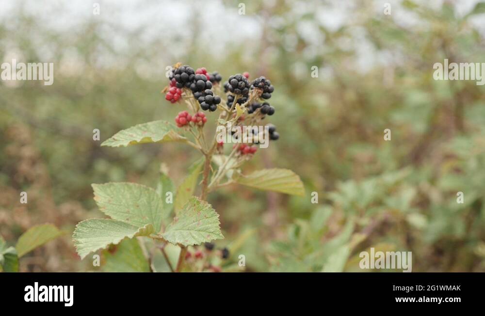 Bramble fruit Stock Videos & Footage HD and 4K Video Clips Alamy