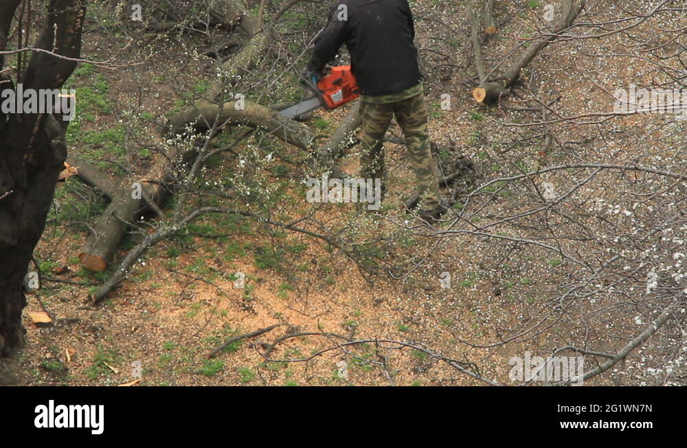 Tree slice and sawdust Stock Videos & Footage HD and 4K Video Clips
