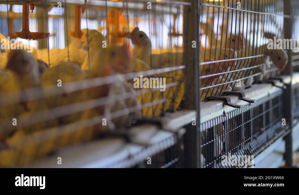 Chicken wires Stock Videos & Footage HD and 4K Video Clips Alamy