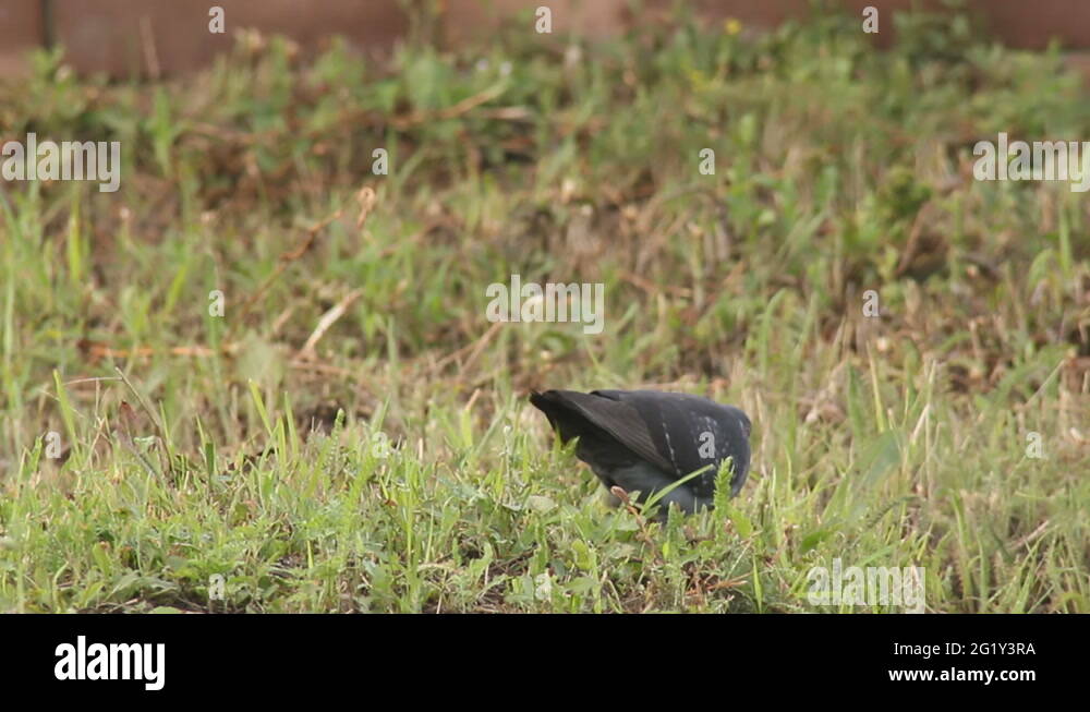 Pigeon in grass Stock Videos & Footage HD and 4K Video Clips Alamy
