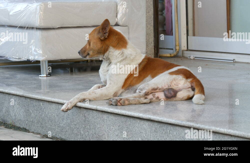 Dog under furniture Stock Videos & Footage HD and 4K Video Clips Alamy