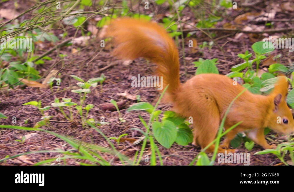 Most search wallpaper Stock Videos & Footage HD and 4K Video Clips