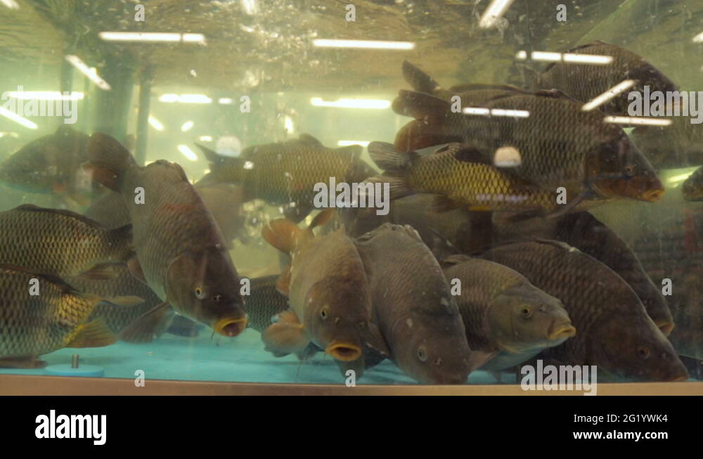 Buy aquarium fish Stock Videos & Footage HD and 4K Video Clips Alamy
