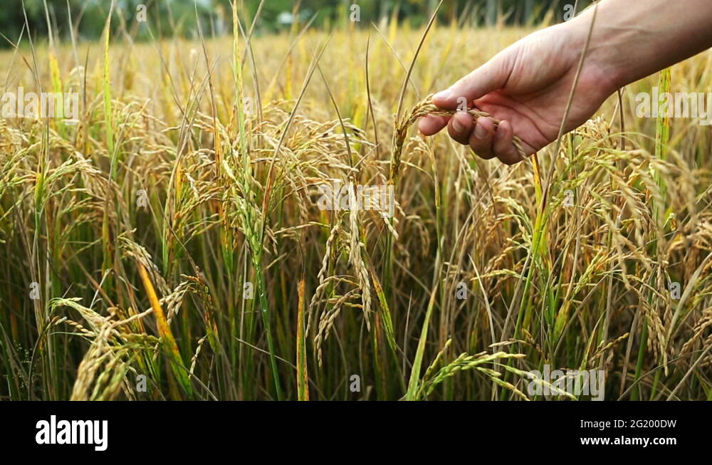 Exploring rice field Stock Videos & Footage - HD and 4K Video Clips - Alamy