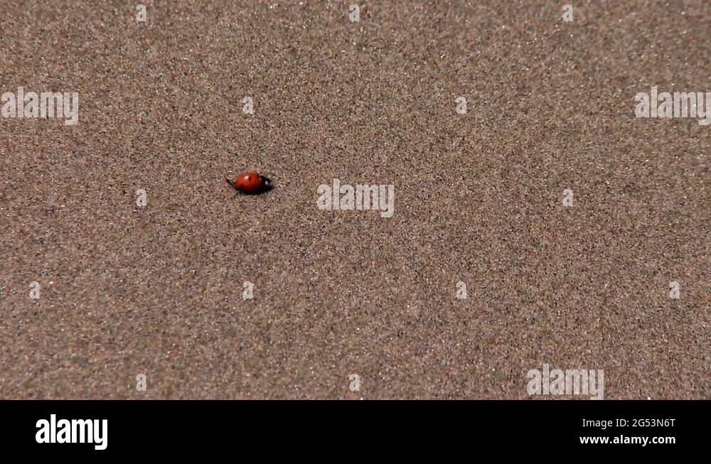 Bug beach Stock Videos & Footage HD and 4K Video Clips Alamy