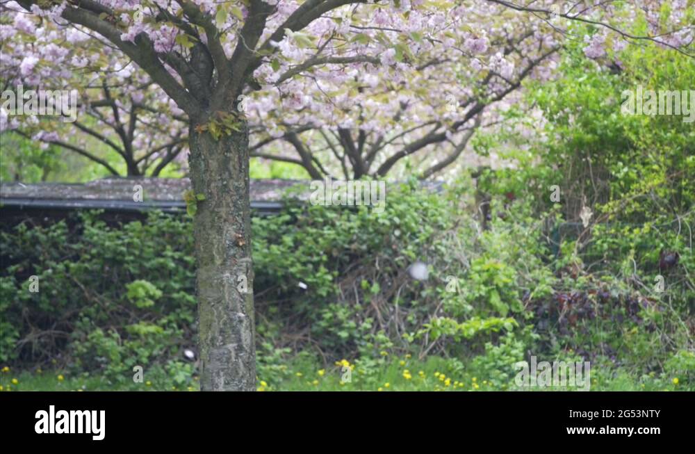Pink flowers falling, Japanese Cherry Trees, windy day, Berlin, Germany