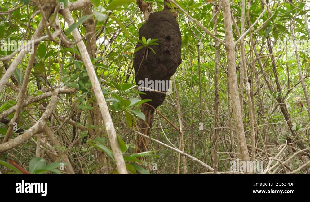 Tilt up to large termite nest. Mangrove forest in Quintana Roo, Mexico