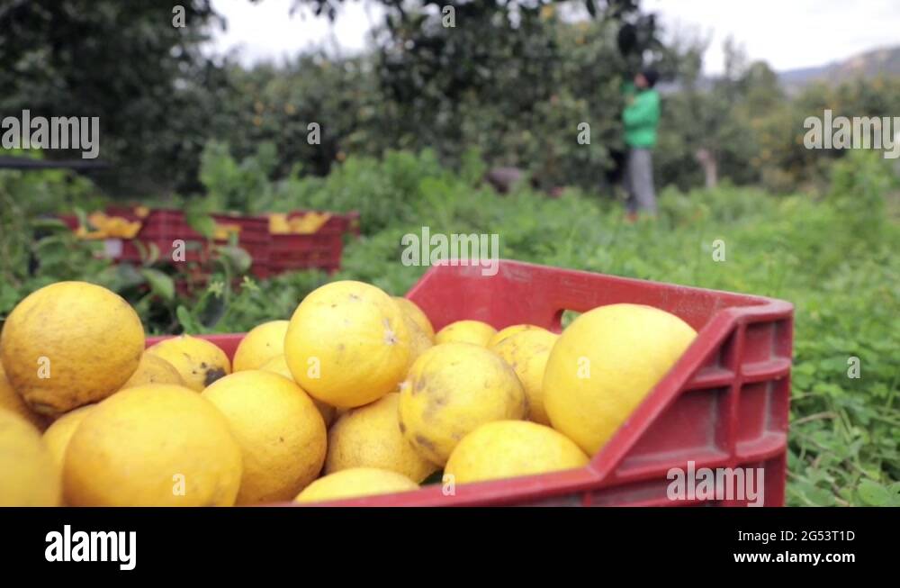 Picking fruit farm workers Stock Videos & Footage HD and 4K Video Clips Alamy