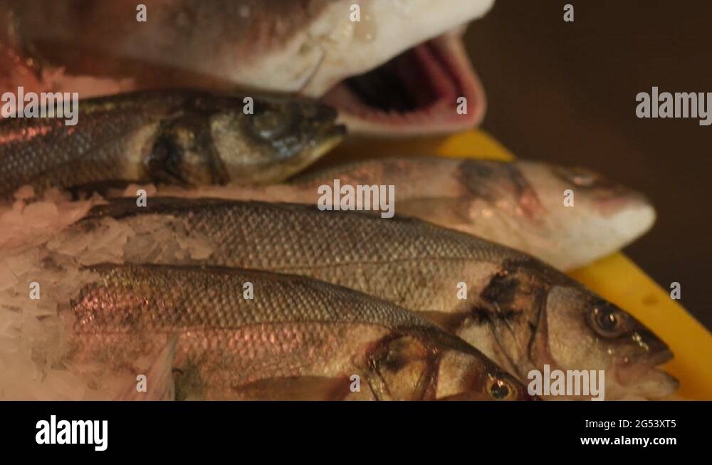 Shark sardines Stock Videos & Footage - HD and 4K Video Clips - Alamy