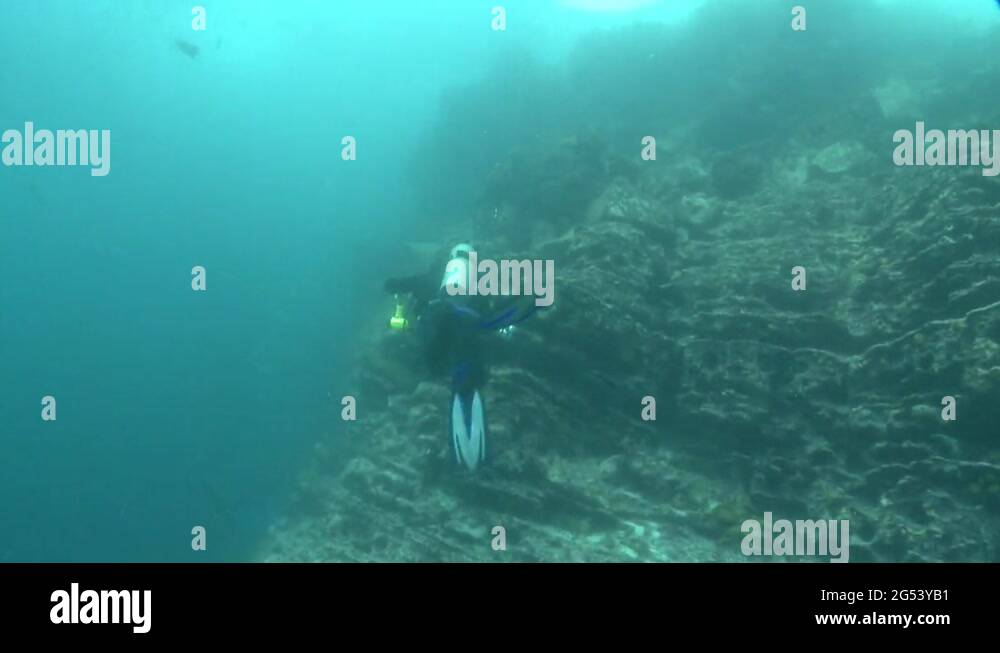 Underwater diver coral Stock Videos & Footage HD and 4K Video Clips