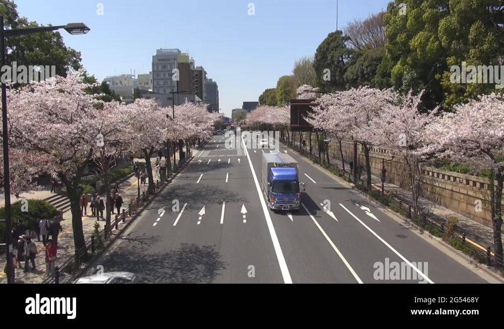 Cherry tree avenue Stock Videos & Footage HD and 4K Video Clips Alamy